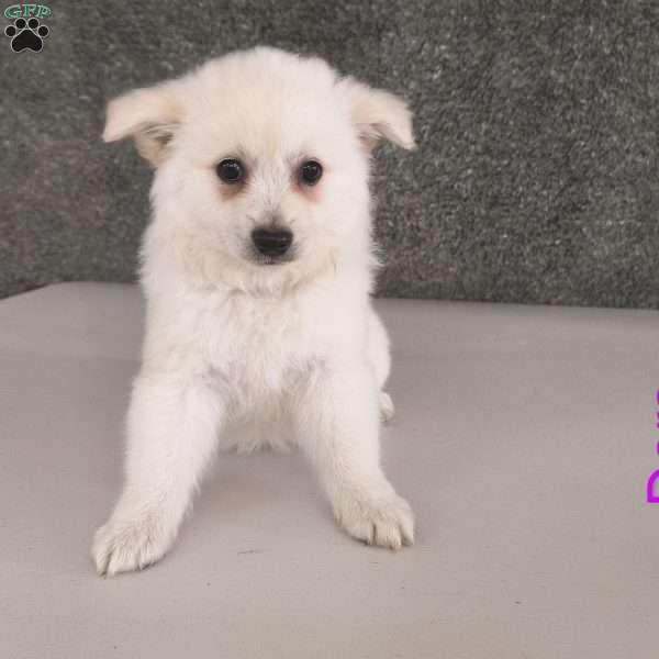 Dora, American Eskimo Puppy
